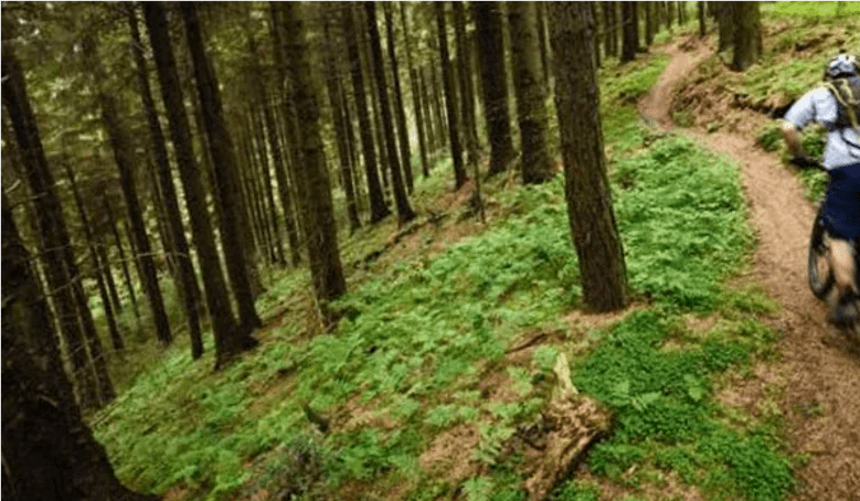 Dalby Forest, South Yorkshire