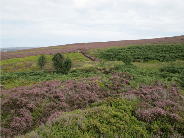 Great Hograh Moor, Yorkshire